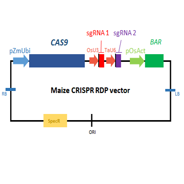 Maize CRISPR vector