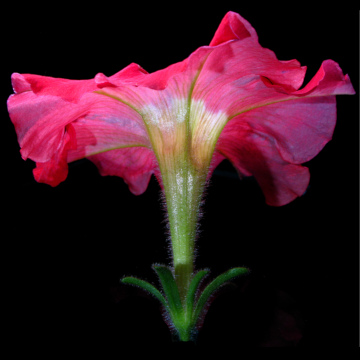 Petunia flower