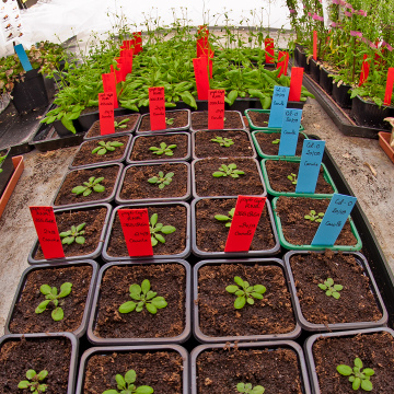 Arabidopsis plants in a growth chamber