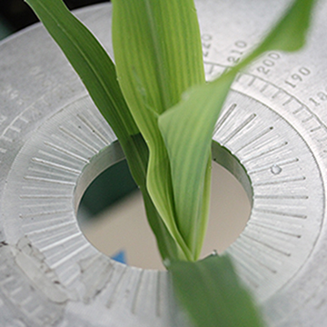 Maize plantlet